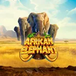 African Elephant